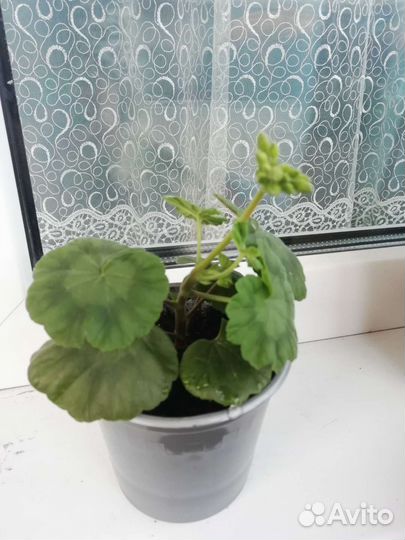 Герань пеларгония