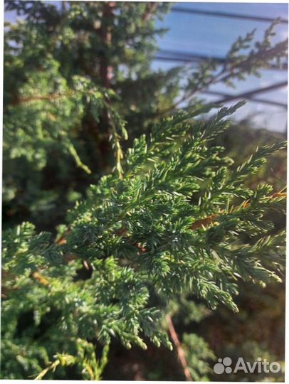 Можжевельник китайский Blue Alps