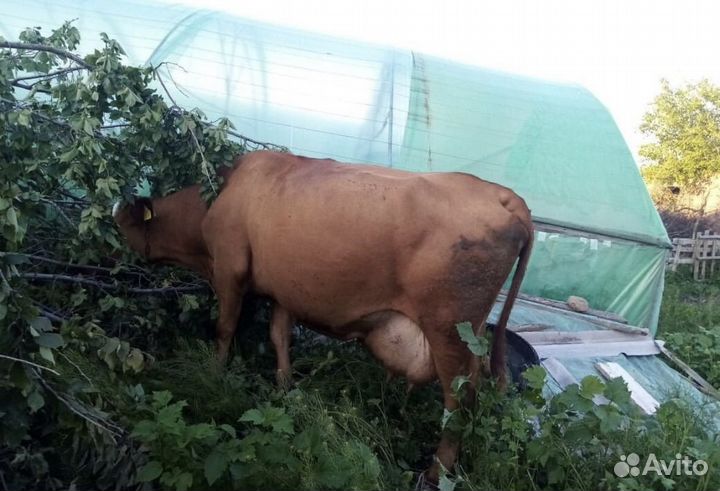 Корова доенная