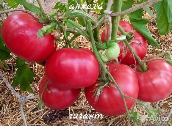 Коллекционные семена томатов