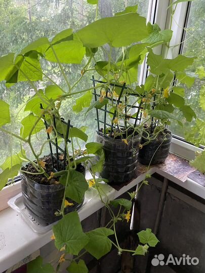 Томаты балконное чудо и огурцы для подоконника