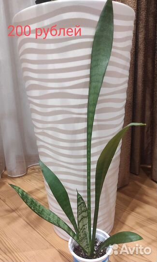 Сансевиерия, щучий хвост, тёщин язык