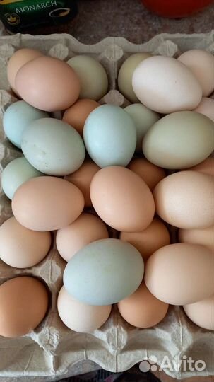 Инкубационное яйцо кур несушек