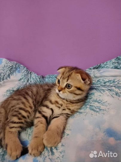 Шотландский вислоухий котёнок