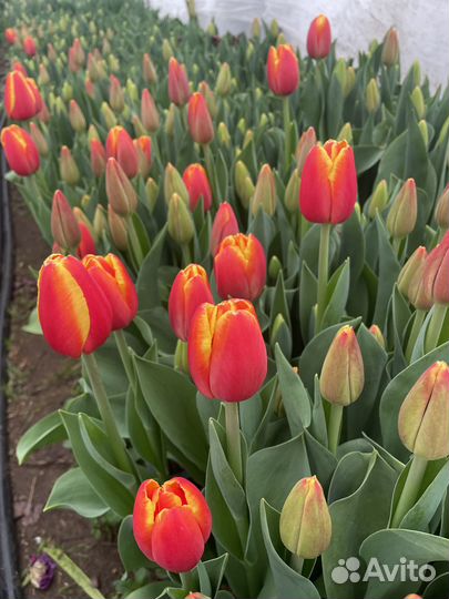 Тюльпаны оптом
