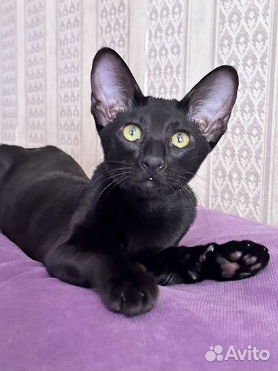 Ориентальная кошка