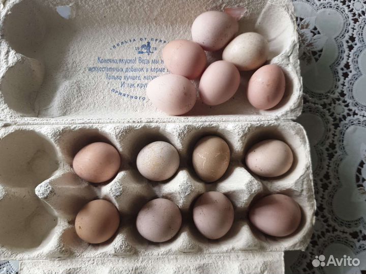 Яйца цесарок