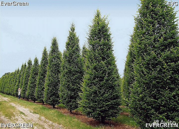 Туи колумна