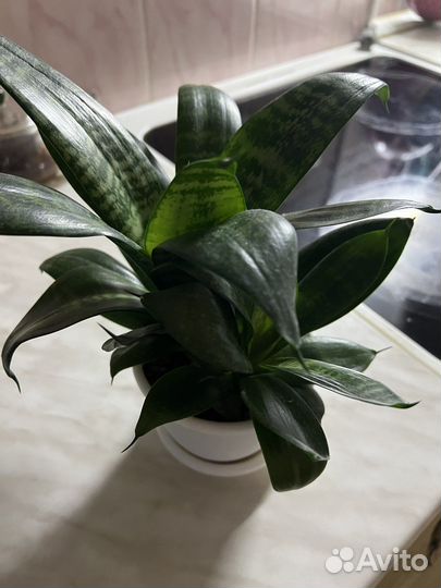 Сансевиерия