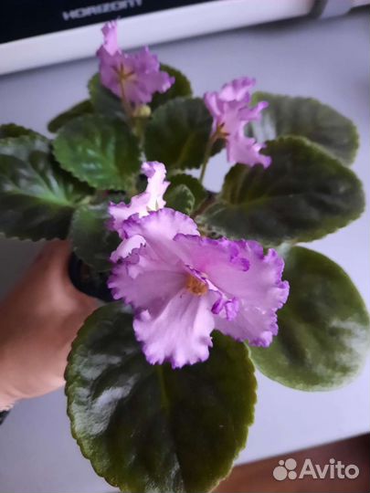 Фиалкаи сортовая 