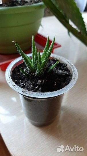 Суккулент хавортия разные