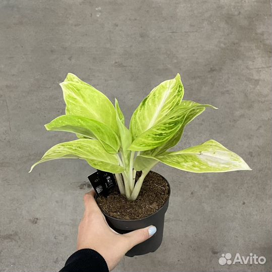 Аглаонемы сортовые