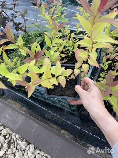 Спирея японская