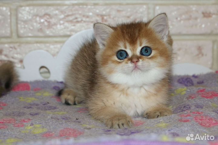 Котята золотые британские шиншиллы