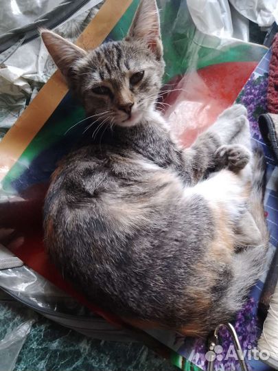 Кошка молодая