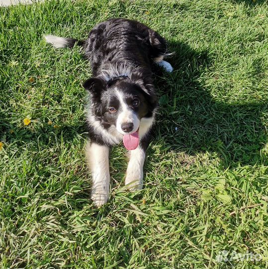 Бордер Колли