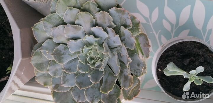 Каланхоэ, бегония, каменная роза