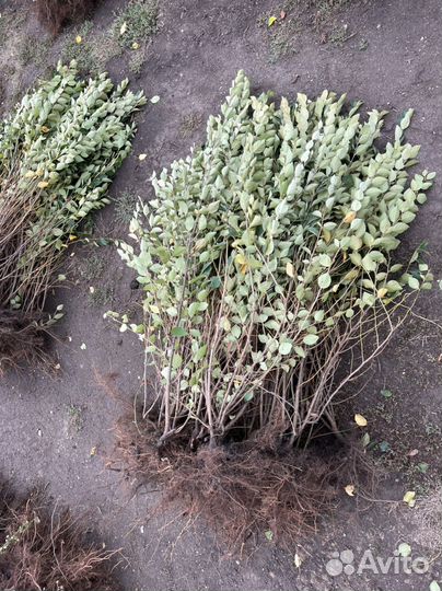 Кизильник блестящий