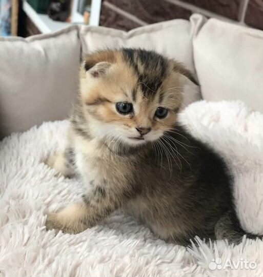 Шотландская вислоухие - страйт котята