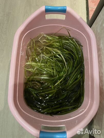 Валиснерия гигантская