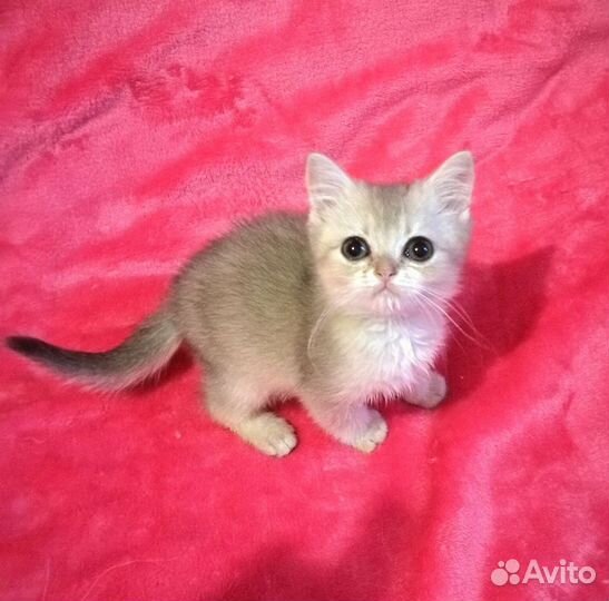 Нежные британчики