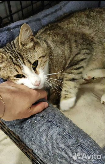 Котик в дар