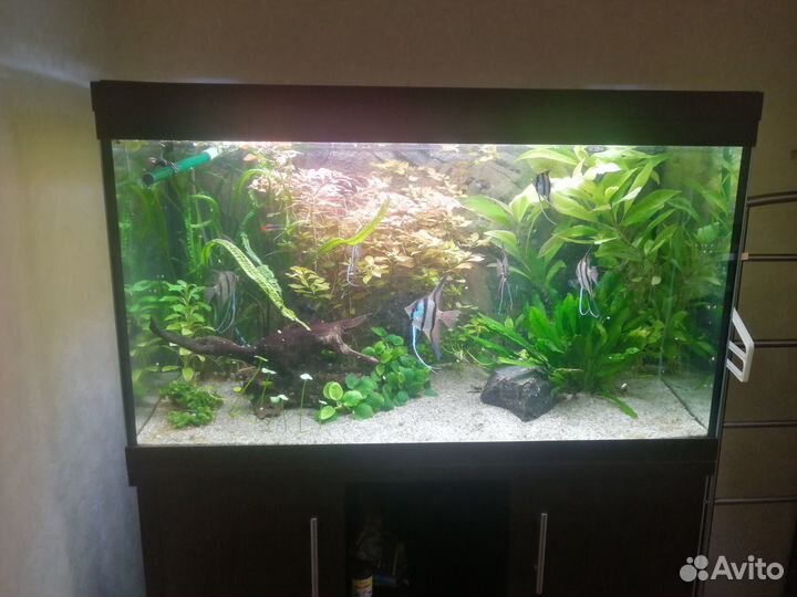 Аквариум 250 литров с тумбой