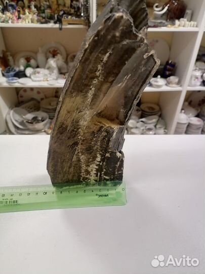 Бивень мамонта 936 гр