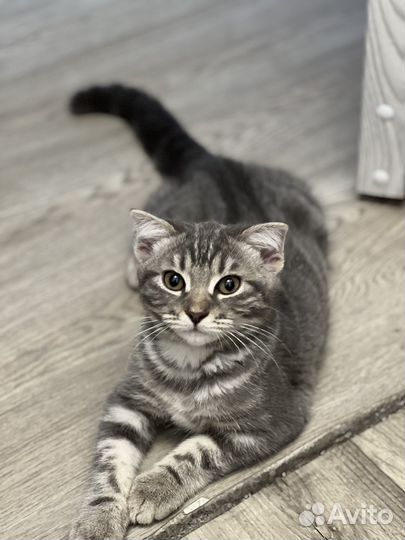 Вислоухая кошечка