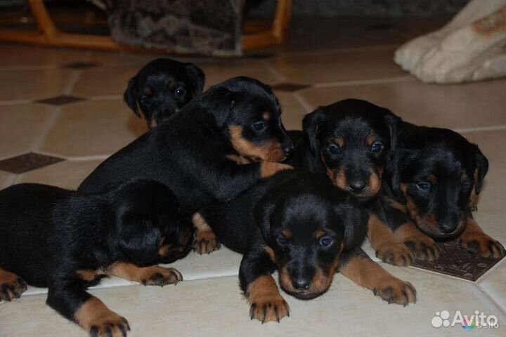 Щенки ягтерьера