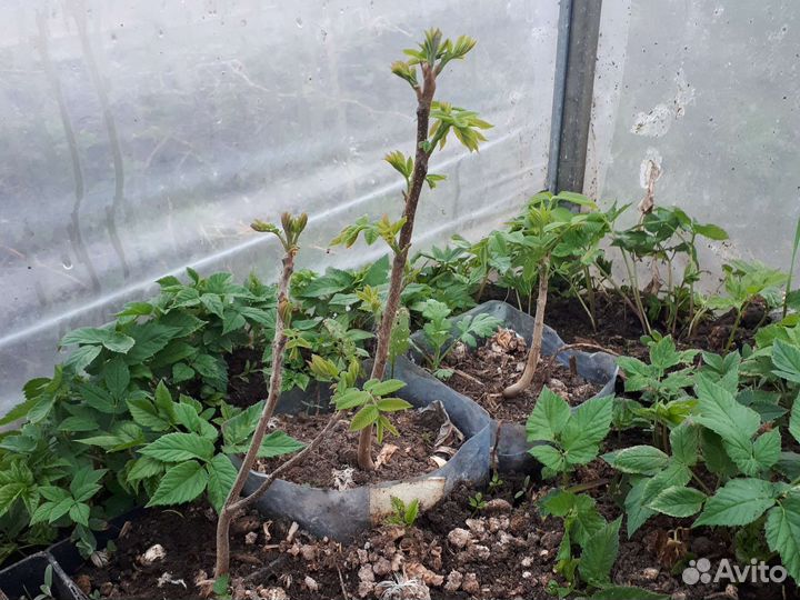 Серый орех 2х летка