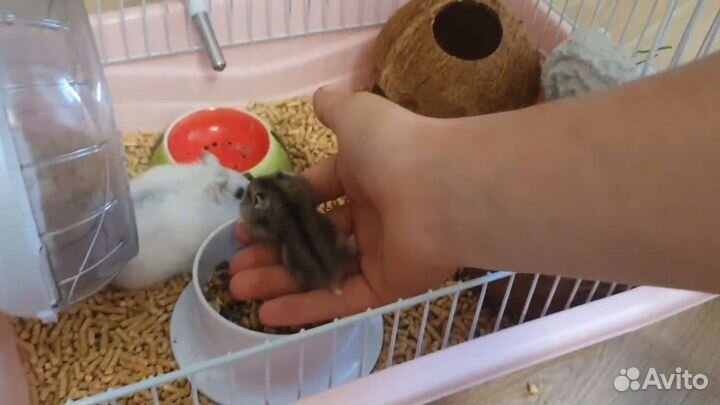 Джунгарский хомяк