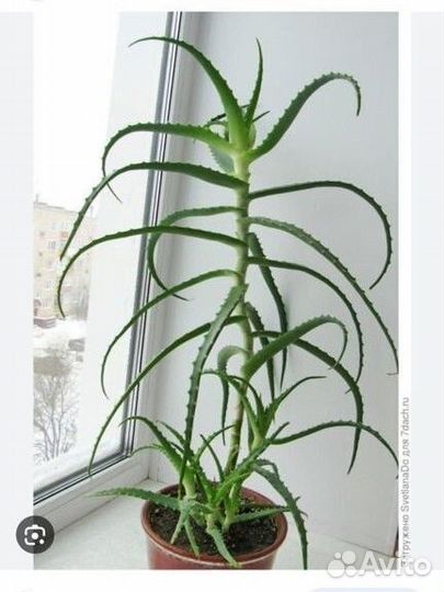 Комнатные цветы алоэ лечебное древовидное
