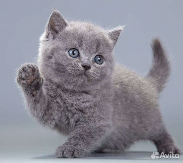 Британская кошка