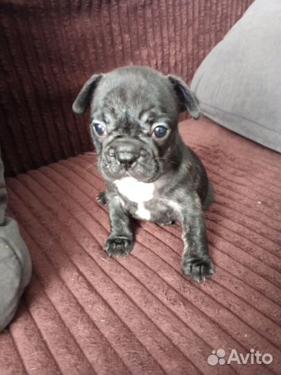 Французский бульдог щенки