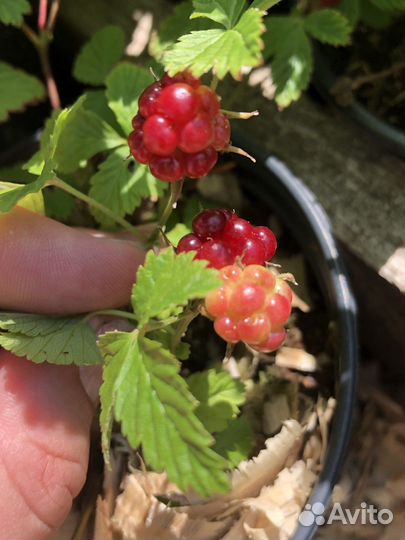 Княженика сортовая