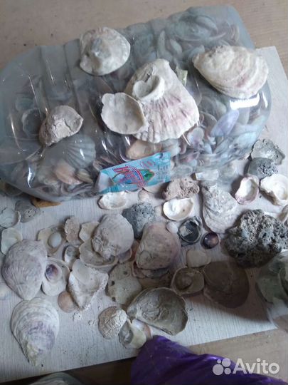 Ракушки и камни с Крыма