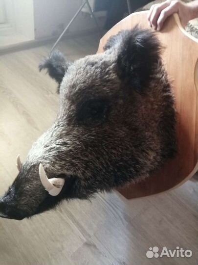 Дикий кабан