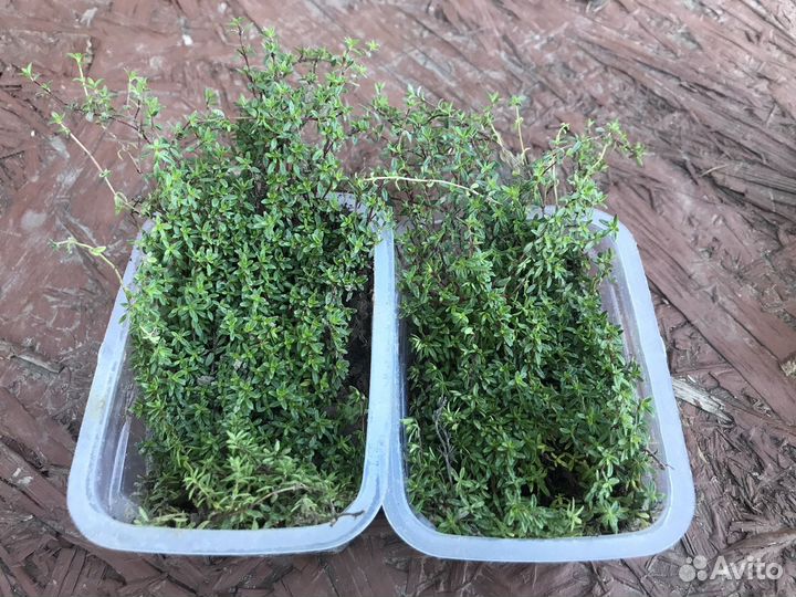 Тимьян ползучий Пурпурный ковер