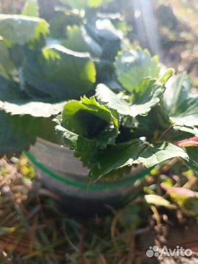 Рассада клубники