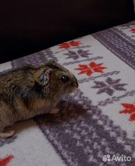 Джунгарский хомяк