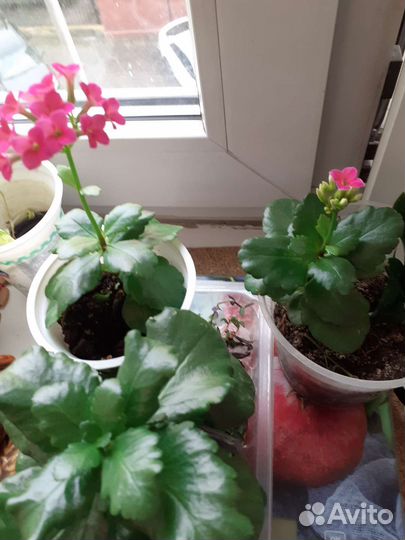 Каланхоэ Броссфельда, розовый, малиновый, белый