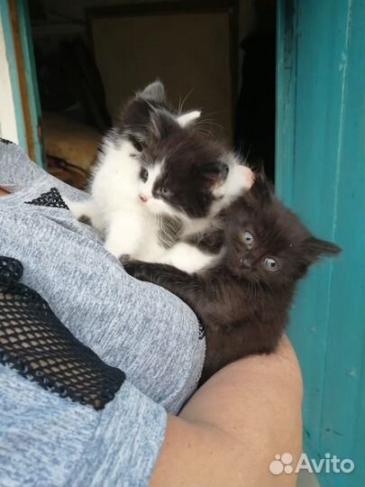 Отдам котят в хорошие руки