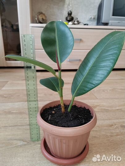 Продам цветы комнатные