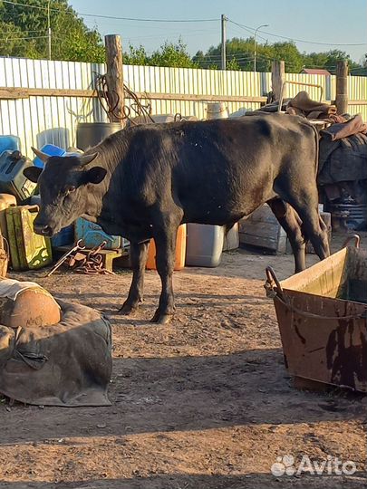 Быки и телки