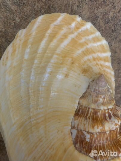 Морские ракушки раковины