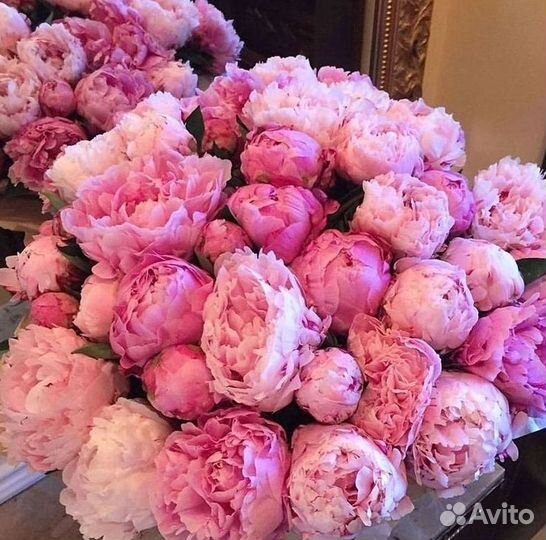 Пионы Букет пионов