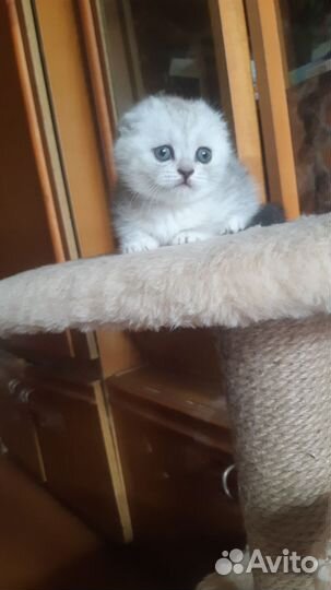 Кошечка,шотландская вислоухая,чистокровка,1,6 мес)
