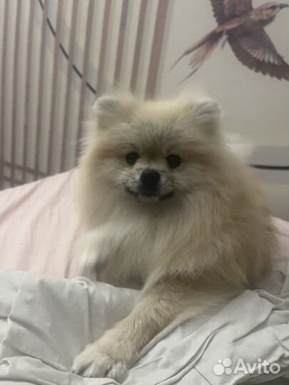 Шпиц померанский