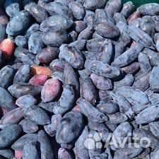 Жимолость ягоды